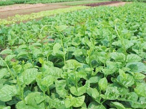 Rau mồng tơi chữa nhiều bệnh