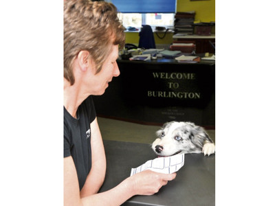 Chó làm nhân viên văn phòng