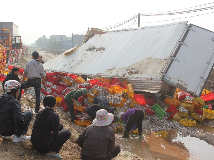 Đổ xe chở cá, không ai hôi của