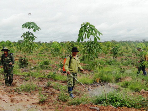 Kỳ tích 'Vàng trắng' ở Đồn Biên phòng '5 nhất'