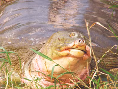 Cụ Rùa nặng 169 kg