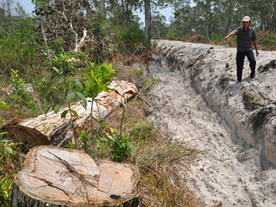 Rừng Phú Quốc lại bị “tùng xẻo”