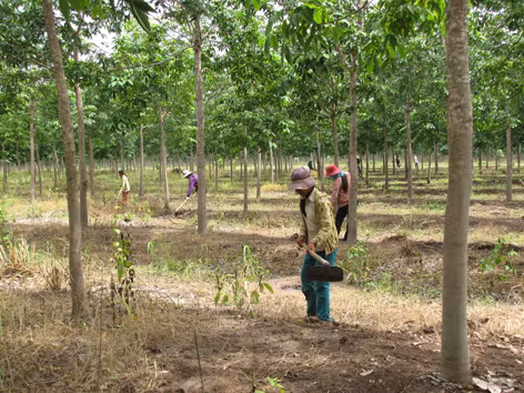 Trồng cao su nhưng lại xâm hại rừng