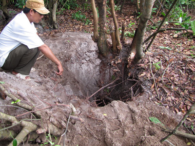 Bới tung rừng cát tìm 'thần dược'
