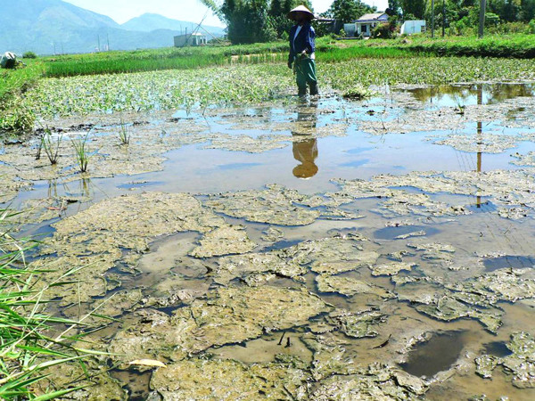 Trong vùng giải tỏa