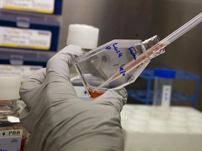 Cấy răng người từ… chuột