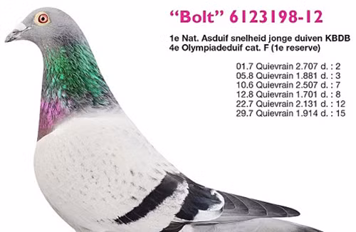 Chim bồ câu giá 8 tỷ đồng