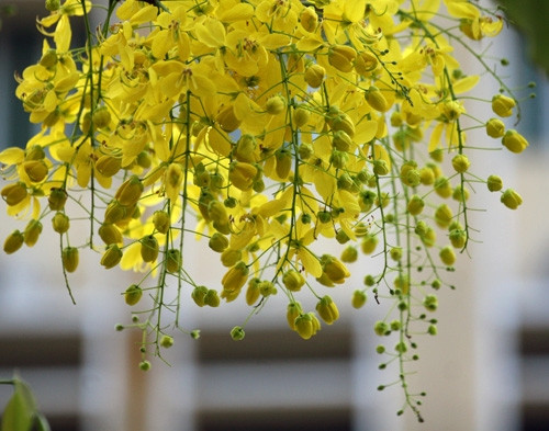 Xao xuyến sắc hoa muồng hoàng yến ở Hà Nội