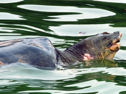 Dò dẫm cứu 'cụ' Rùa