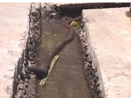 Thoạt nhìn, nhiều người có thể nhầm tưởng đây là một con rắn