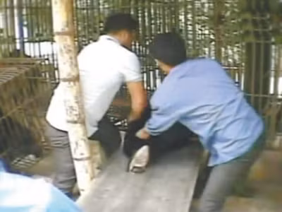 Du khách Hàn Quốc xem gấu bị lôi ra khỏi chuồng