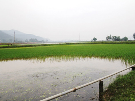 Người dân hoang mang sau cơn mưa 'lạ'