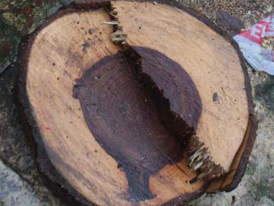 Sưa đỏ 20 năm tuổi bị cưa trộm trong đêm mưa