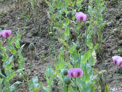 Đổ xô lên Mường Lát gom quả thuốc phiện từ tin đồn “thần dược”