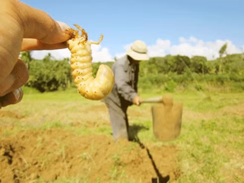 Kiếm 500.000 đồng/ngày nhờ săn sùng đất