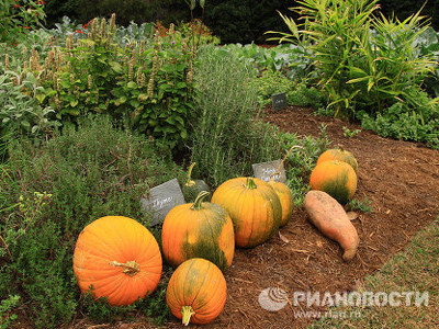 Ngắm vườn rau của nước Mỹ