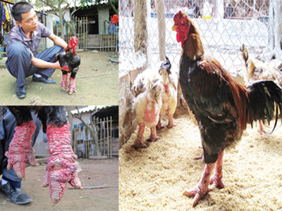 Gà biếu tiền triệu 'cháy hàng'