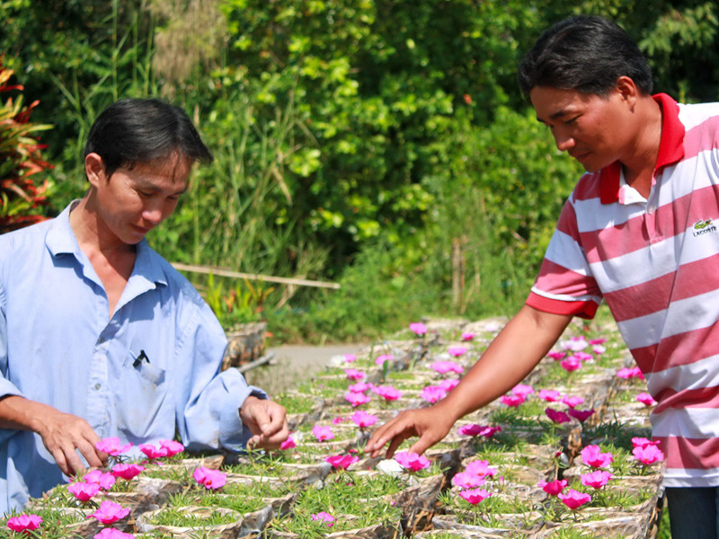 Làm giàu từ vườn hoa thanh niên