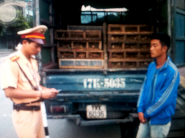 Hơn 26.000 gà giống Trung Quốc vượt biên