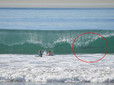 Bơi gần cá mập trắng mà không biết