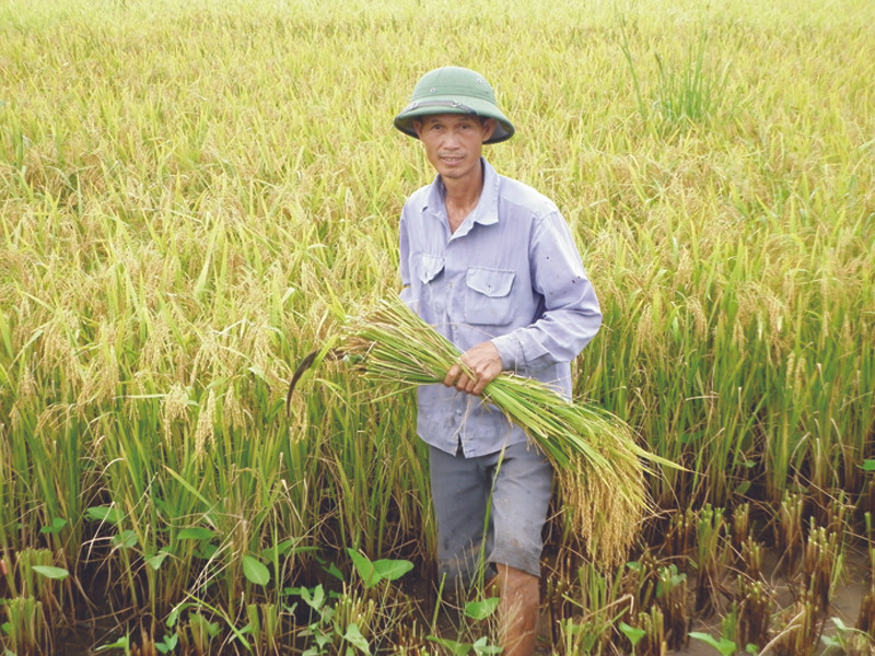 Nông dân sản xuất lúa sẽ được Chính phủ hỗ trợ tiền hàng năm