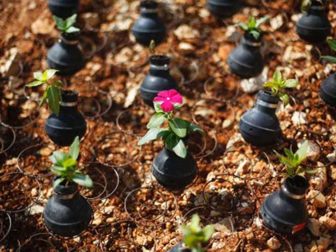 Hoa đã nở trên những vỏ lựu đạn ở Bờ Tây