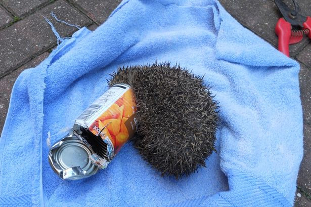 Gặp nạn vì tham ăn