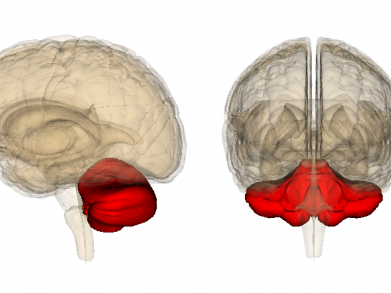 Nghiên cứu thành công tiểu não nhân tạo