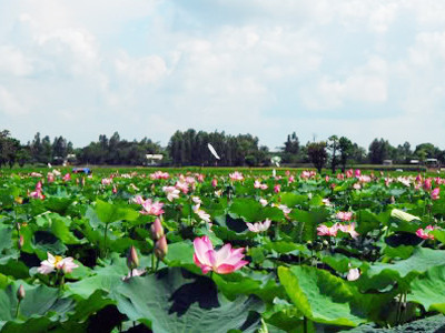 Đồng Tháp: Trồng sen cho thu nhập cao