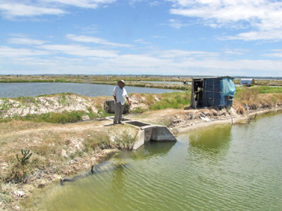 Nhiều hồ tôm sú tại xã Phú Xuân phải thu hoạch vội vì lo ngại tác hại từ tôm chân trắng do cán bộ xã thả nuôi. Ảnh: Ngọc Văn