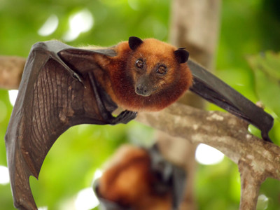 Lại một người chết vì virus giống SARS