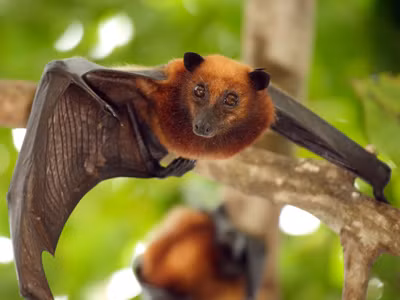 Lại một người chết vì virus giống SARS