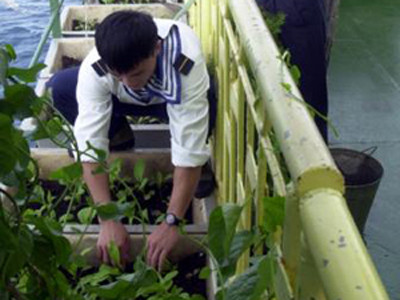 Vườn treo trên nhà giàn