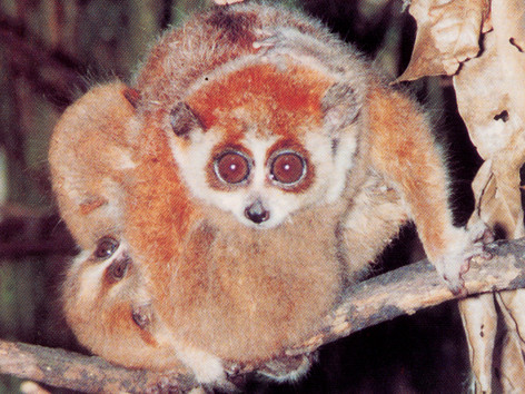 Nhiều lần giải cứu thú hoang dã quý hiếm