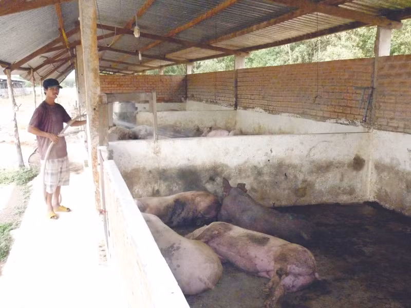 Dùng chất tạo nạc, người nuôi nói gì?