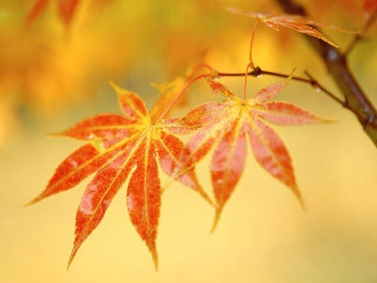 Tuần của bạn (17-10 đến 23-10)