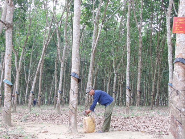 Mô Ray bừng thức