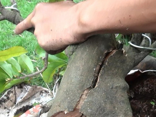 Mánh khóe làm mai 'đểu'