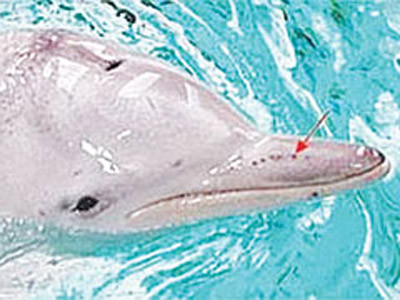 Giác quan thứ sáu của cá heo