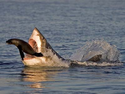 Cuộc chiến sinh tồn trong thế giới hoang dã