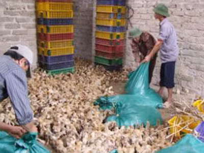 Cán bộ tiếp tay buôn gà lậu