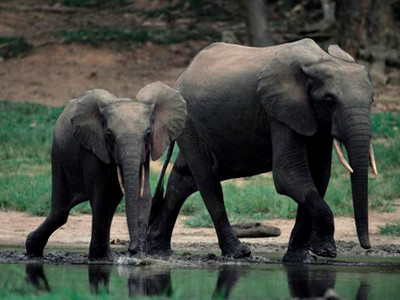 Ăn 'của quý' voi giúp tăng khả năng đàn ông?