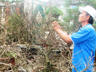 Vườn mai ông Kiều và các hộ dân trồng mai trên địa bàn TP Đà Nẵng có nguy cơ đón Tết muộn