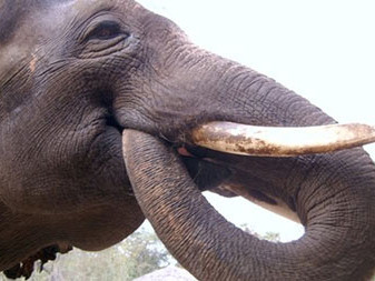 Kinh ngạc chú voi biết "nói" tiếng Hàn