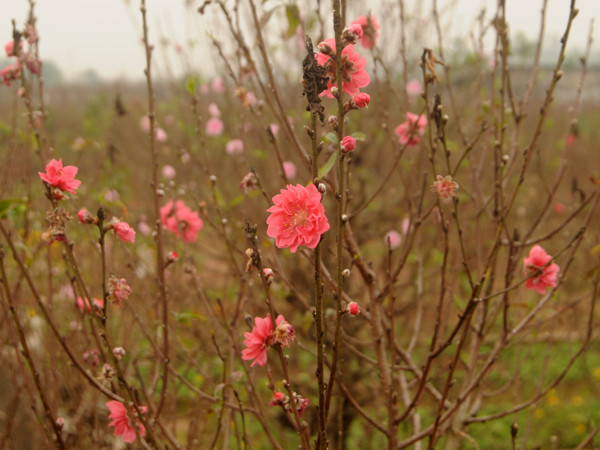 Ngắm đào Nhật Tân e ấp  trong giá rét