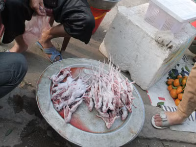 Săn chuột đồng