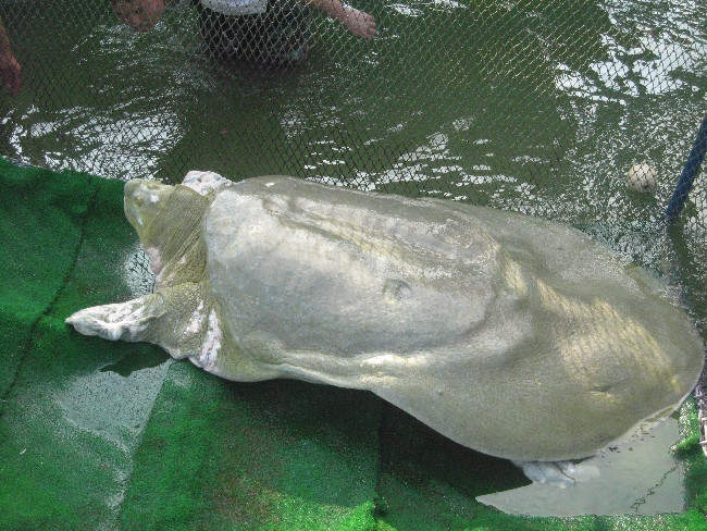 Cận cảnh 'cụ' rùa trở lại môi trường tự nhiên