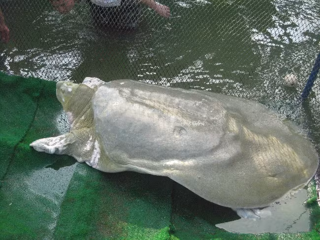 Cận cảnh 'cụ' rùa trở lại môi trường tự nhiên
