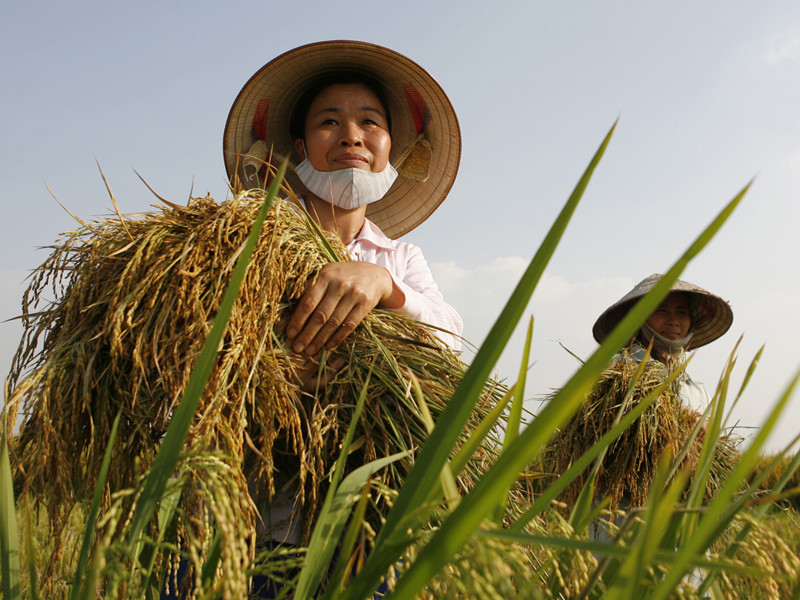 Nông dân được cho là đang chịu thiệt thòi