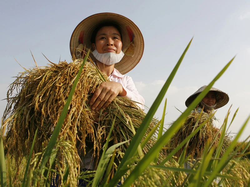 Nông dân được cho là đang chịu thiệt thòi